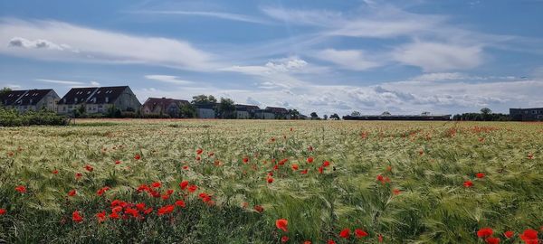 Scenic view of flowering plants on field against sky