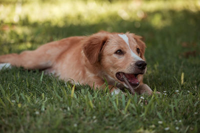 Dog relaxing on field