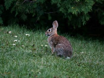 Rabbit on field