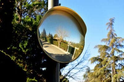 Low angle view of trees against clear sky