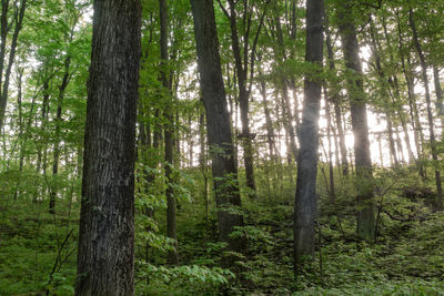 Low angle view of bamboo trees in forest