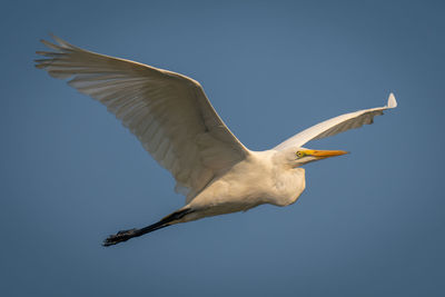 Bird flying against clear sky