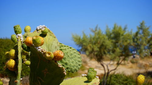 Close-up of cactus growing on tree against sky