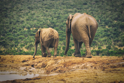 Elephant walking in a field