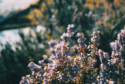 Close-up of flowering plant on field