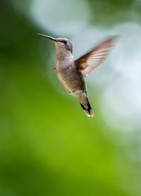 Close-up of bird flying against sky