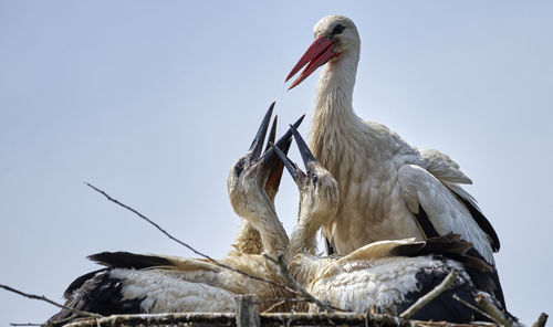 Young white storks ,ciconia ciconia, beg for food in the nest