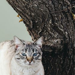 Portrait of cat on tree trunk