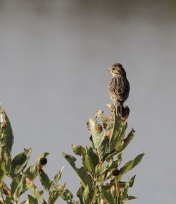 Bird perching on a plant