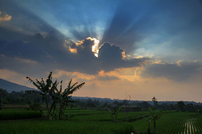 Scenic view of agricultural field against sky at sunset