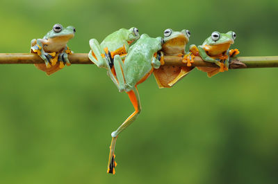 Close-up of frog perching on plant