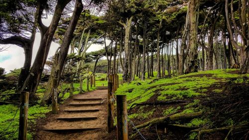 Bamboo trees in forest