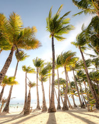 Palm trees on beach against sky