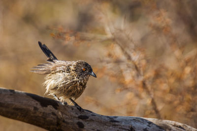 Close-up of bird perching on branch