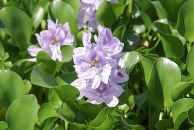 Close-up of purple flowering plants