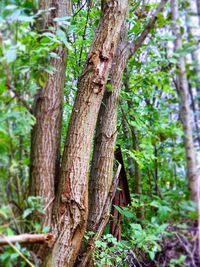 Close-up of tree trunk in forest