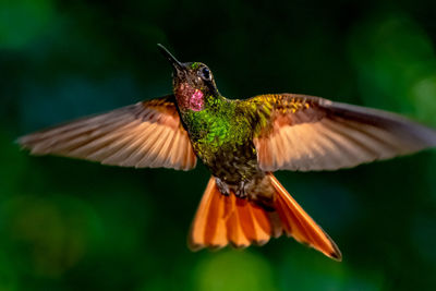 Close-up of bird flying