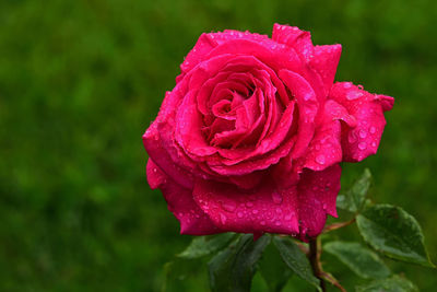 Close-up of wet pink rose