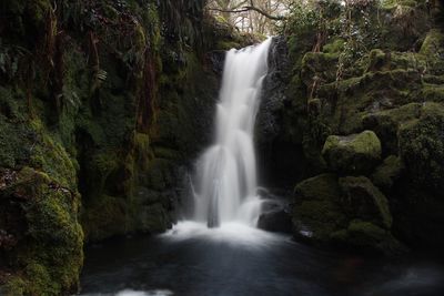 Scenic view of waterfall in forest