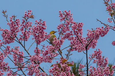 Low angle view of cherry blossoms against sky