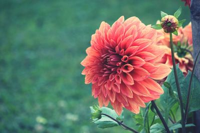 Close-up of dahlia blooming outdoors