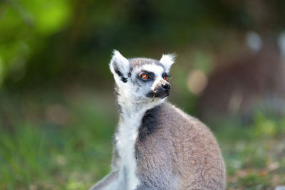 Close-up of an animal