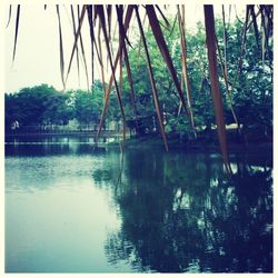 Reflection of trees in lake