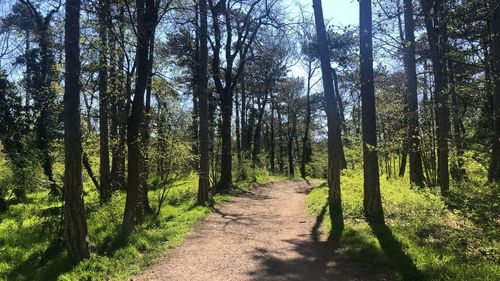 Footpath amidst trees in forest