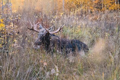 Deer in a field