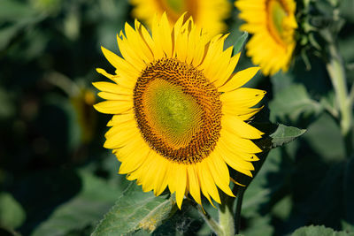 Close-up of yellow sunflower