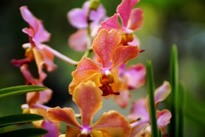 Close-up of pink flowering plant