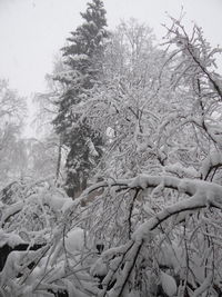 Close-up of bare trees against sky during winter