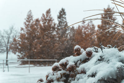 Close-up of snow covered plants on land