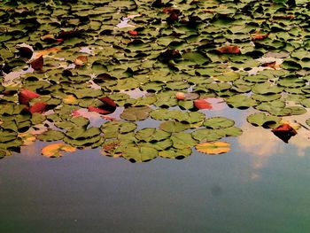 Leaves floating on water