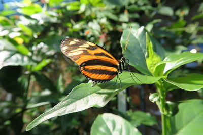 Close-up of butterfly on leaf