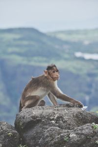 Monkey sitting on rock