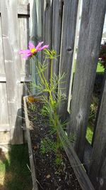 Plant growing in backyard