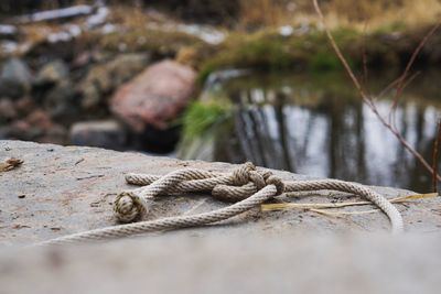 Close-up of lizard on rock