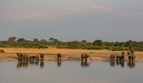 View of elephant drinking water in lake against sky