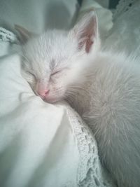 Close-up of cat resting on bed