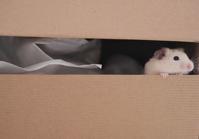 Anticipating curious white hamster looking out of carton box