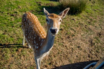 Portrait of giraffe