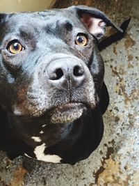 Close-up portrait of black dog