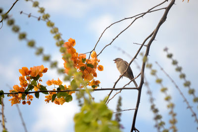 Low angle view of flower tree