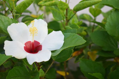 Close-up of white hibiscus blooming outdoors