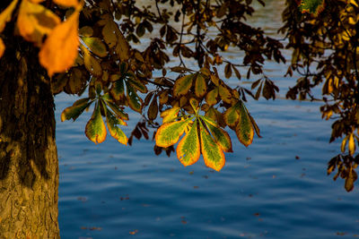 Close-up of leaves against lake