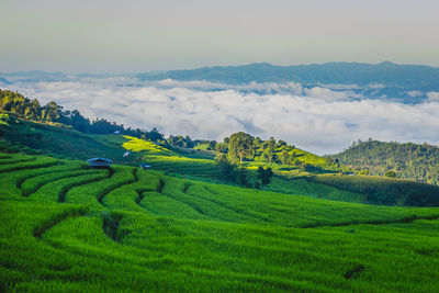 Scenic view of agricultural field against sky