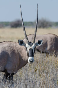 Close-up of horse on land