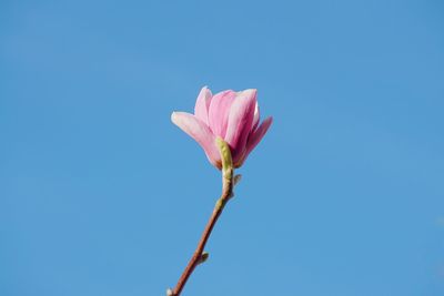 Pink flower plant petals