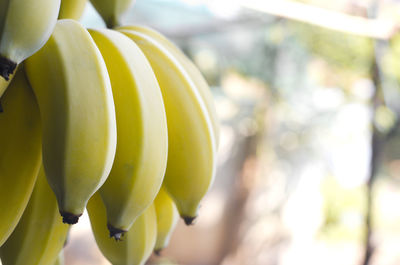 Close up cultivated bananas on blur bokeh background.